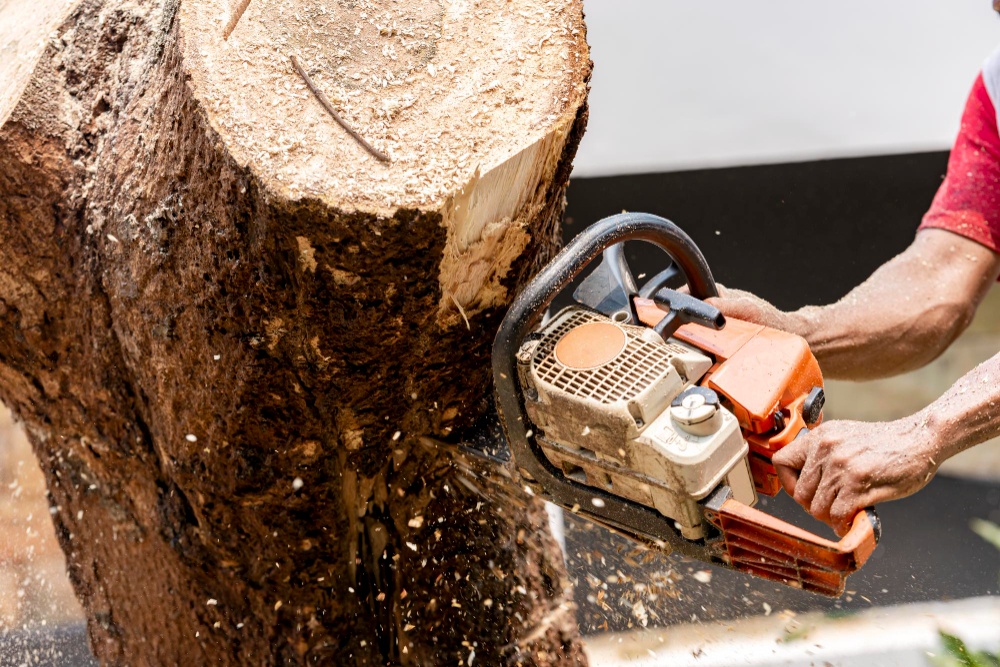 Proses jasa tebang pohon Jakarta menggunakan chainsaw